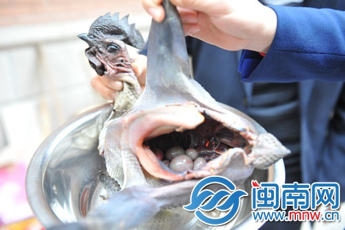 公鸡腹内有六枚蛋,专家说这是罕见的阴阳鸡