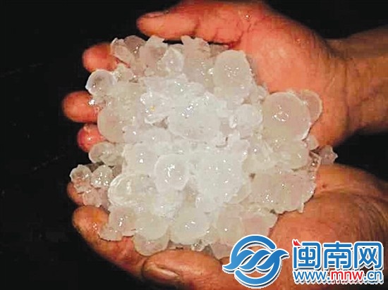 福鼎前岐镇降下冰雹，大的如鹌鹑蛋大小