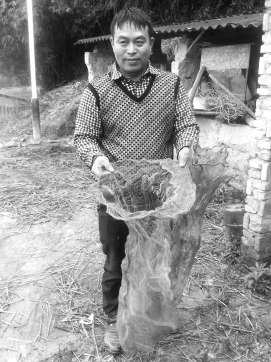 魏谦巡展示摘马蜂窝的铁丝网