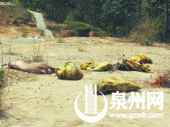 村民从树丛中搬出几只装着死猪的编织袋