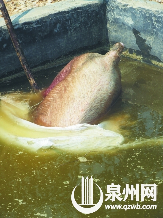 废弃水泥窟里也有死猪