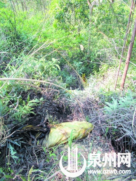 树丛中零星堆着装有死猪的编织袋