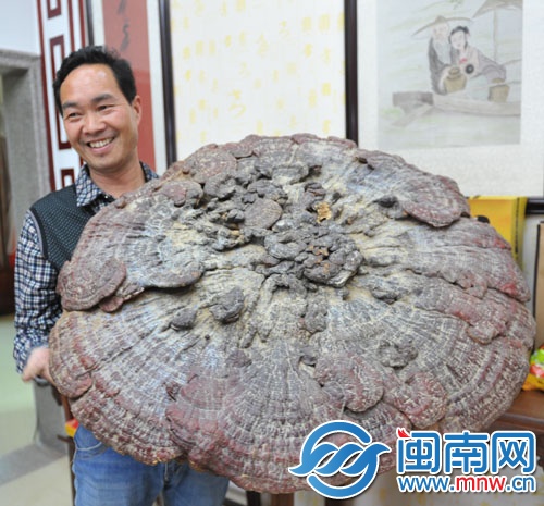 灵芝的直径足有90多厘米