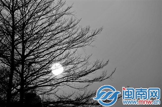 夕阳下,树影婆娑