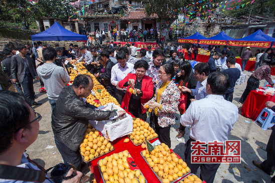 与会嘉宾们品尝美味枇杷
