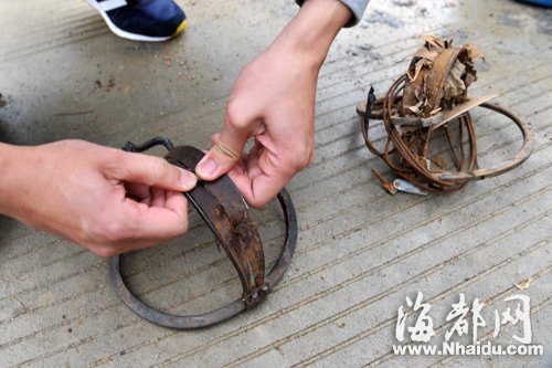 记者铆足了劲也无法掰开兽夹"这些兽夹非常有力,猴子被夹住是无法挣脱