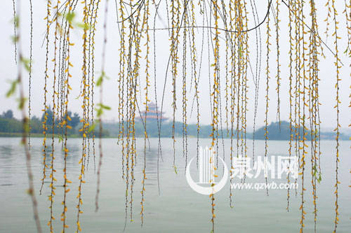 泉州西湖公园春光尚好