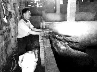 陈永生拿菜叶喂养山猪