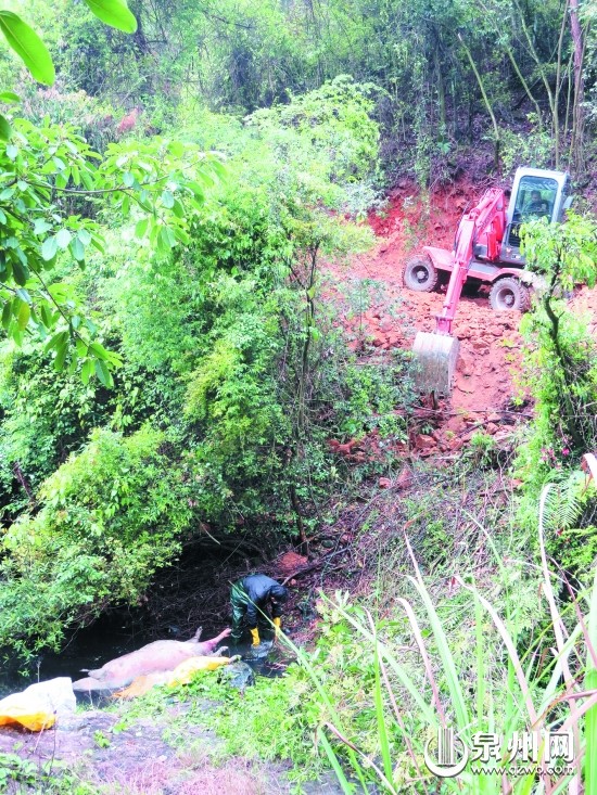 当地部门组织人员打捞死猪