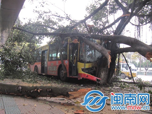 959路公交车冲上人行道撞上大树后才停下，树枝都被
