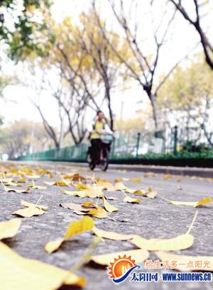 大叶榕落叶