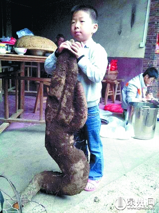 山药接近一名七八岁小孩的高度