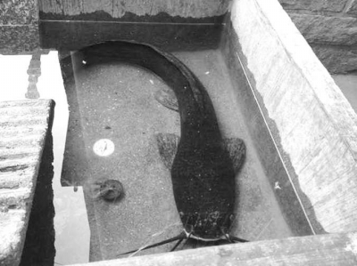 南安干涸农田现70厘米“鱼坚强”