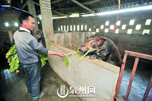 陈永生给野猪喂芥菜