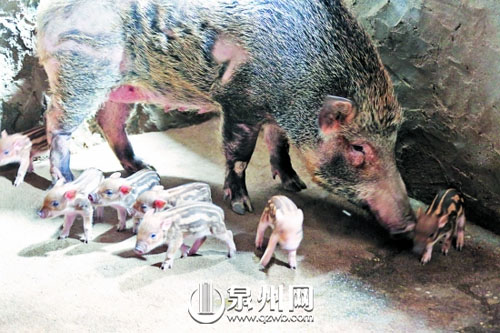 野猪与刚出生的小猪仔在一起