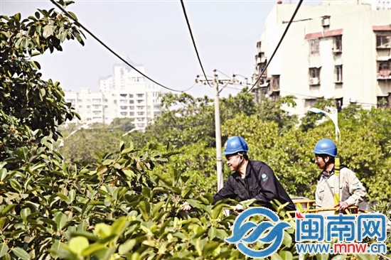 供电人员对高压线下影响电力线路安全的树木进行排查
