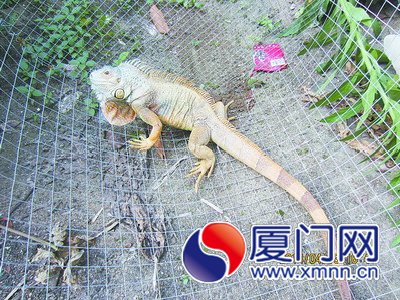 鬣蜥