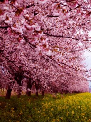 2014日本最美樱花图赏 4月樱花冲绳开至北海道浪漫气息