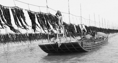 种植户正在晾晒海带