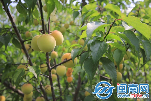 http:\/\/www.mnw.cn\/batch.download.php?aid