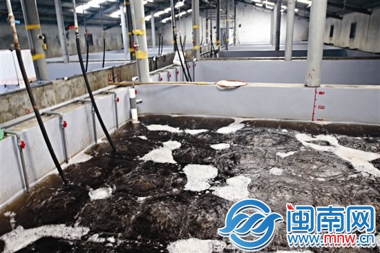 杨先生的虾苗养殖场内，只有一个池有水养虾