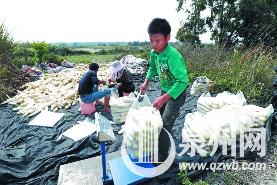 萝卜迎来大丰收，滞销的局面却让菜农高兴不起来。这