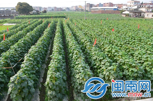 菜农很愁，地里这么多黄瓜卖不动