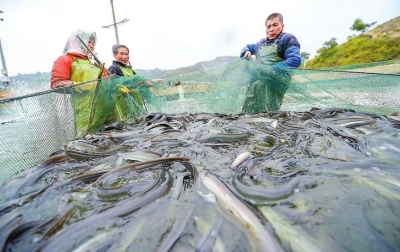 满满一网鳗鱼