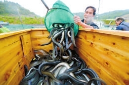 鳗鱼不断被倒入箱中