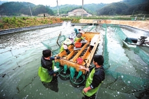对鳗鱼按重量进行分拣