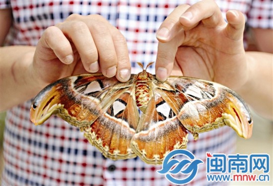 蛇头蝶的双翅长有蛇头状的图案