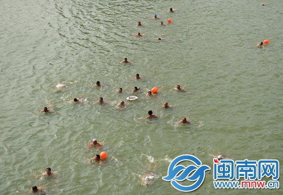 昨日700多名游泳爱好者齐聚笋江桥下 畅游晋江