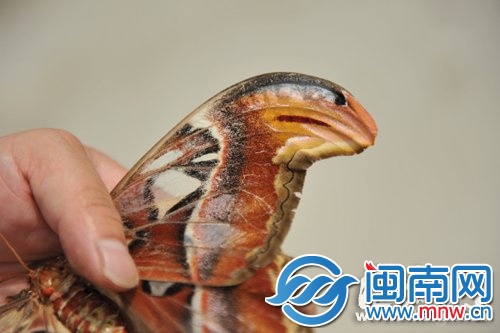 “蛇头蝶”的蝶翼两侧有明显的蛇头状图案