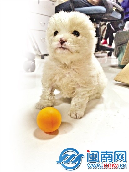 “下周”出院后，在报社欢快地玩球，它已经恢复了健康