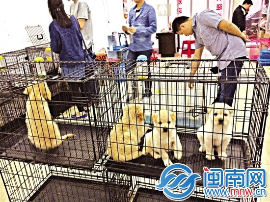 入院治疗：病狗“下周”的这一周