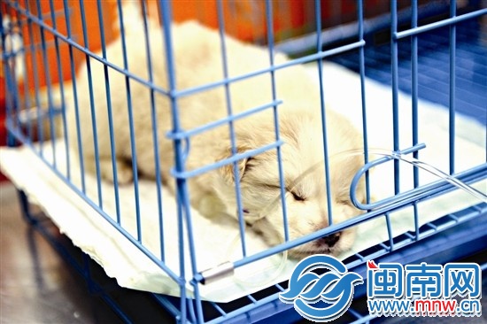 “下周”住院第一天，打点滴时，它趴在笼中