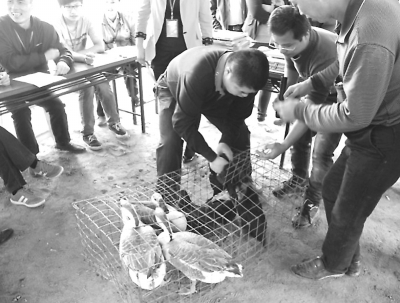 参赛者提起一只鹅，估计重量