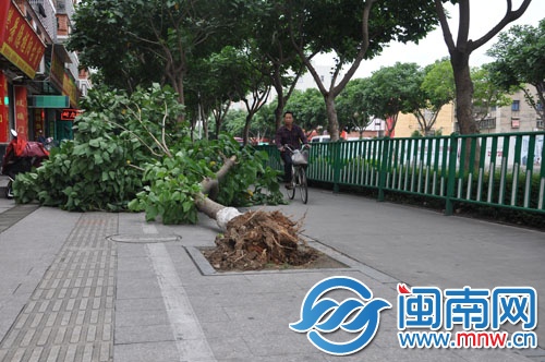 城西环路被风刮倒的刺桐树