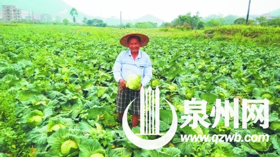 沈宗锜在菜地里查看已经成熟的高丽菜