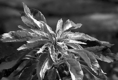 雁来红（苋科一年生草本植物资料图）