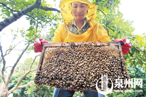 取出满是蜜蜂的蜂巢,准备摇蜜