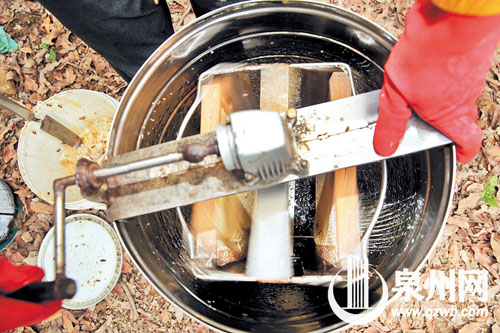 转动摇蜜桶把手，两块蜂巢快速旋转，离心力将蜂蜜从