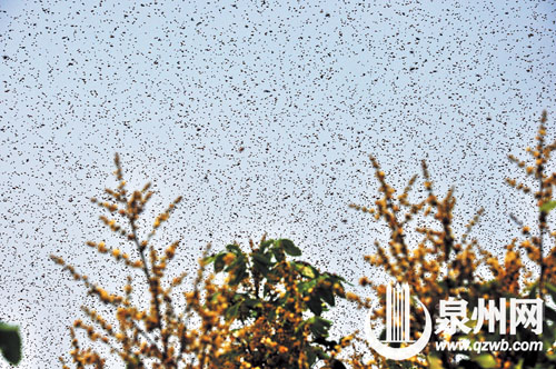 龙眼树上漫天飞舞的蜜蜂