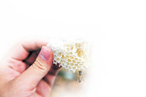 蜂巢里面全是美味的蜂蜜，一只小蜜蜂闻香而至。