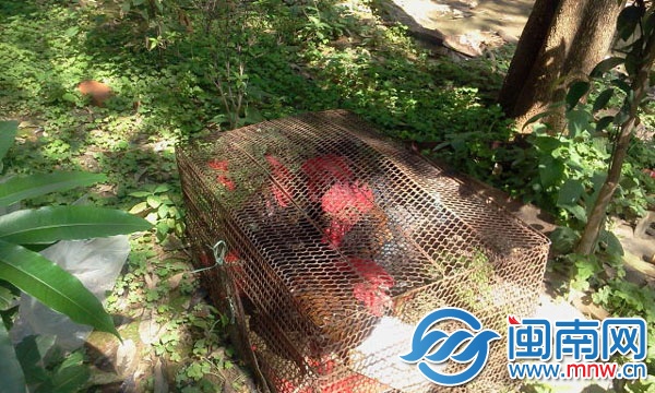 铁笼就放在绿化带上，污染了环境