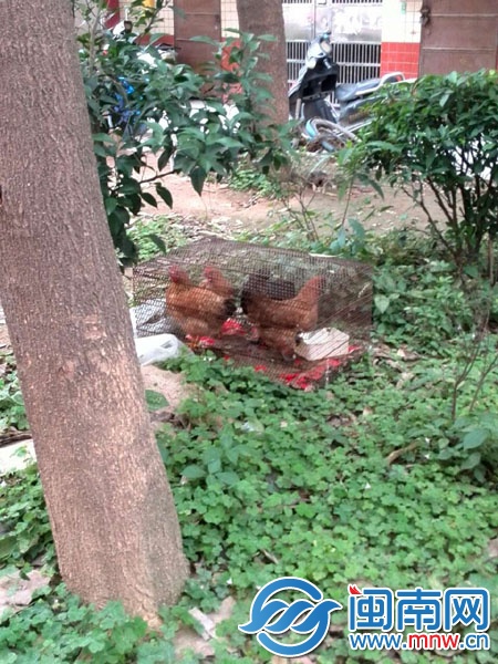 一周前，就有人在小区养鸡（市民供图）