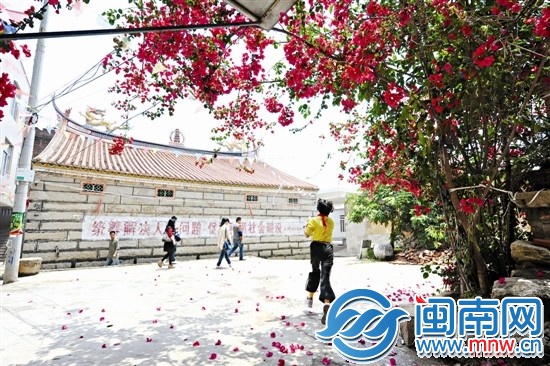 灿烂阳光下，三角梅更艳丽了（昨12时许，摄于泉港区