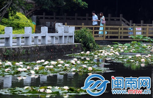 满池睡莲朵朵开