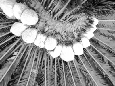 南安码头镇汤滨小学1棵铁树开出15朵花蕾(图)