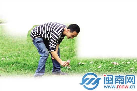 前日上午，东湖公园草地上长蘑菇，引来游客采摘